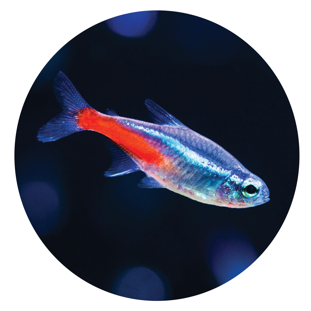 Neon Tetra